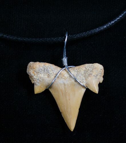 Fossil Otodus Shark Tooth Necklace #4955
